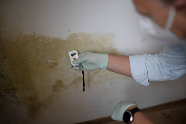 Best Post-Flood Mold Remediation in Millwood, WA
