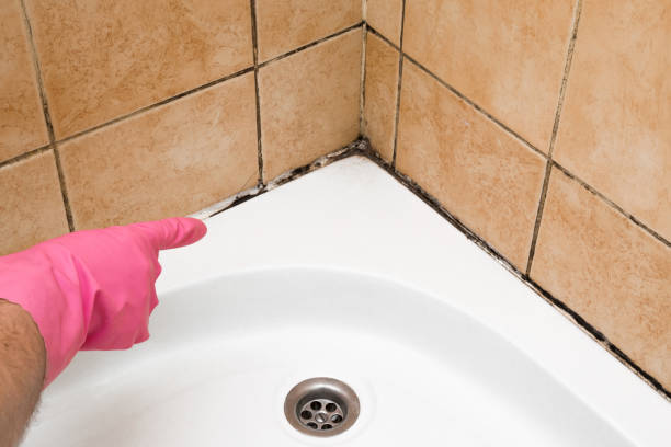 Best Bathroom Mold Remediation in Millwood, WA