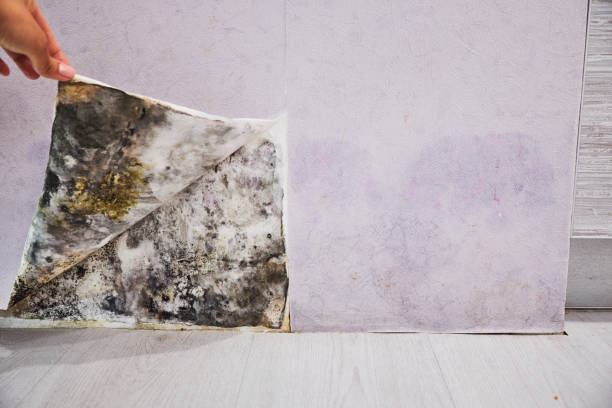Best Emergency Mold Remediation in Millwood, WA